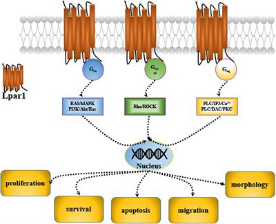 The Roles of Lpar1 in Central Nervous System Disorders and Diseases